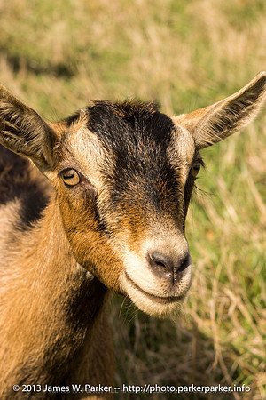 Oh So Happy Goat!