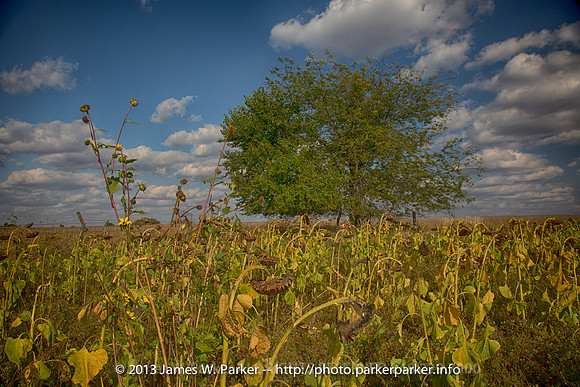 Dove Field