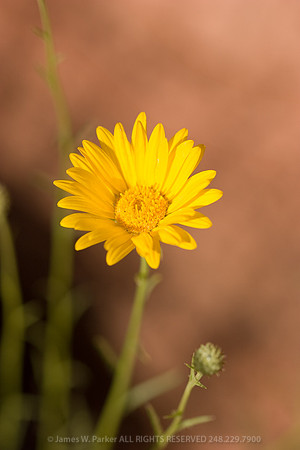 Yellow Dasiy
