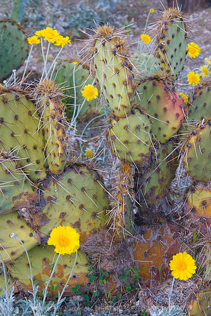 Yellow Cactus Flowers