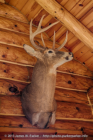 Cabin One Deer Mount