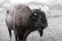 Tatanka II