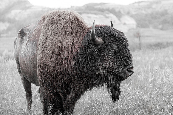 Tatanka II