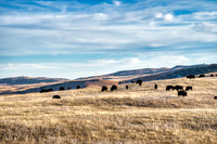 The Herd, Late Fall