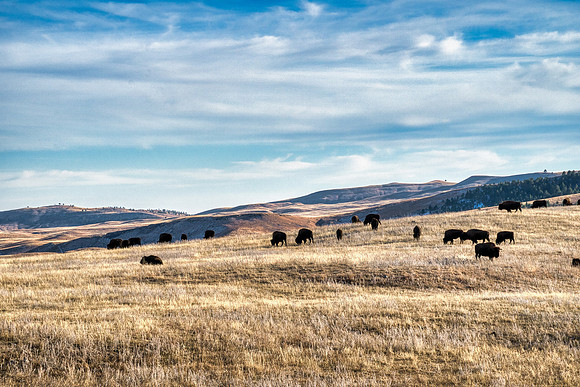 The Herd, Late Fall