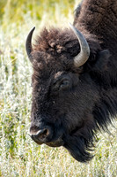 Buff Profile