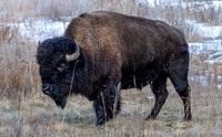 The Lonely Bull