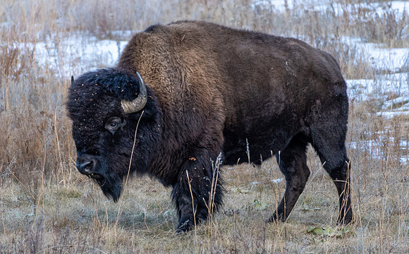 The Lonely Bull