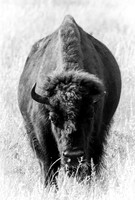 No Bull