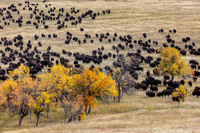 Big Herd