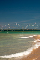 Flock of Seagulls