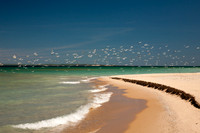 Flock of Seagulls