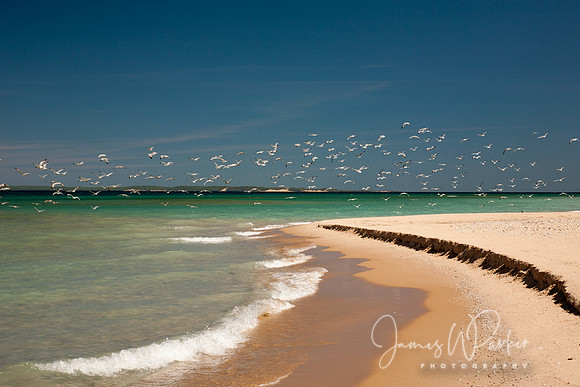 Flock of Seagulls