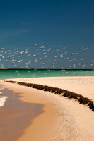 Flock of Seagulls