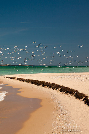 Flock of Seagulls