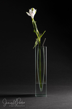 Alstromeria in Vase