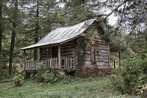 Dream in the Woods