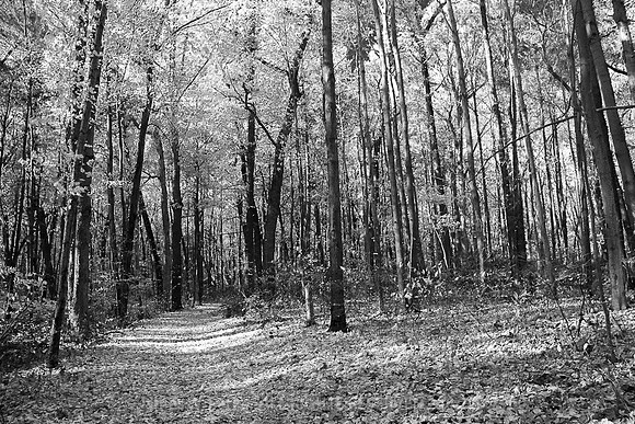 A Walk in the Woods BW