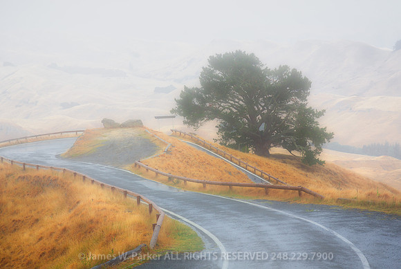 The Tree at the End of the World