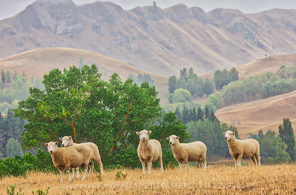 What Ewe Lookin' At?