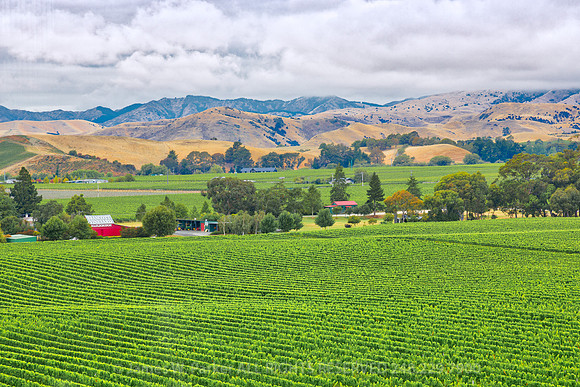 Brancott Vineyard