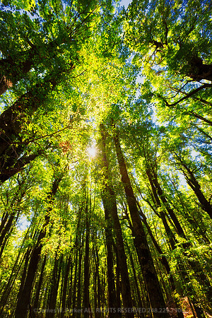 Enchanted Forest