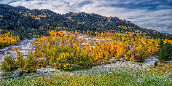 Palmer Gulch Aspens in Snow