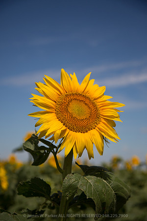 Waiting for the Sun