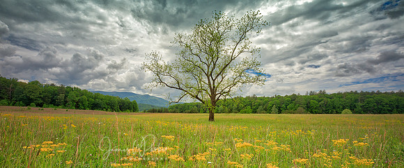 Spring Comes to the Cove