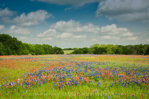Fields of Ennis