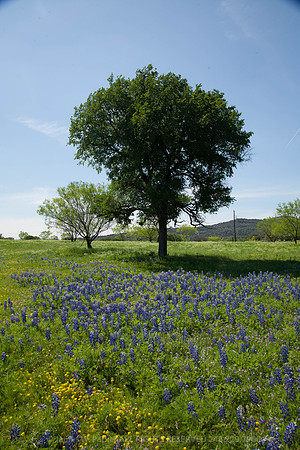 Oak Tree & Bluebonnets