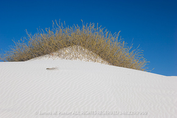 Desert Bush