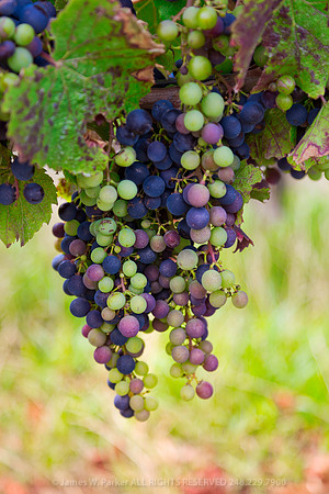 On the Vine
