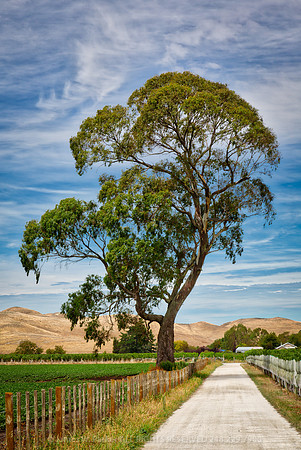 Vineyard Lane