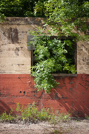 Overgrown Window