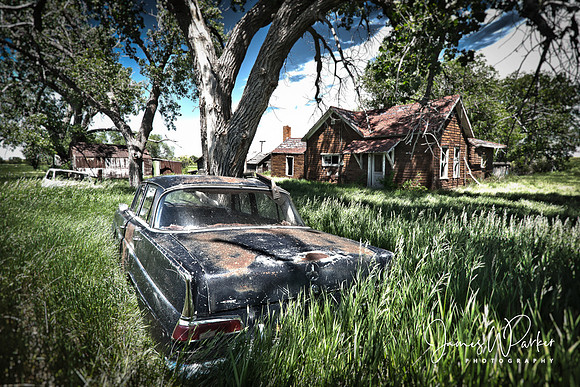 Splendor in the Grass