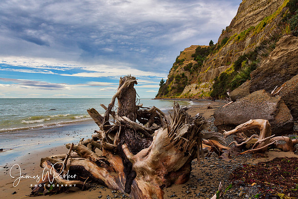 Driftwood