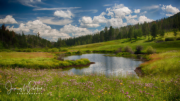 Medicine Mountain Widlflowers