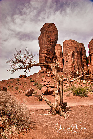 Dead Tree and the Thumb