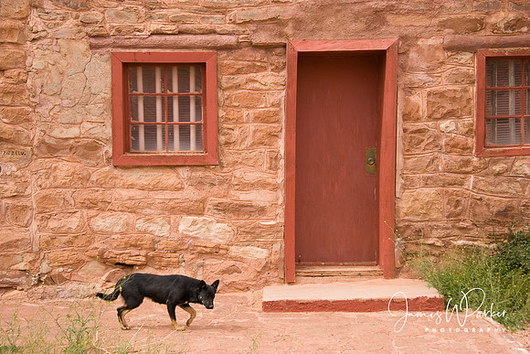 Ghost Dog