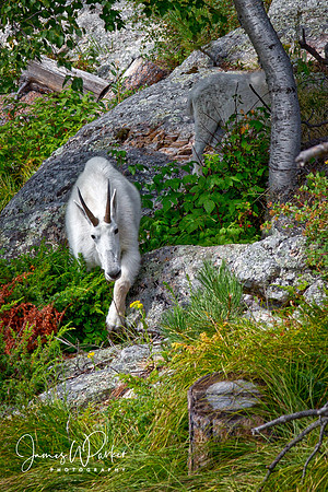 Mountain Goat