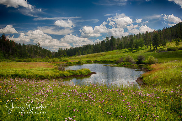 Medicine Mountain Meadow