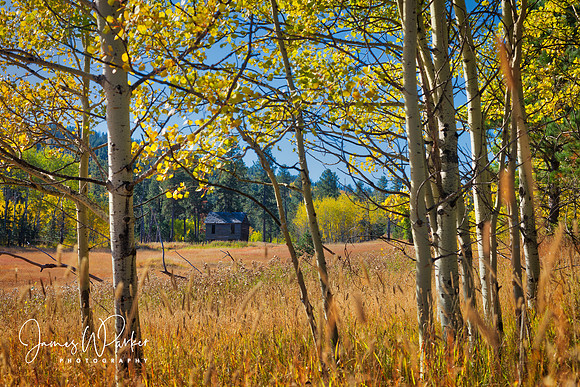 Balmoral Aspen Grove
