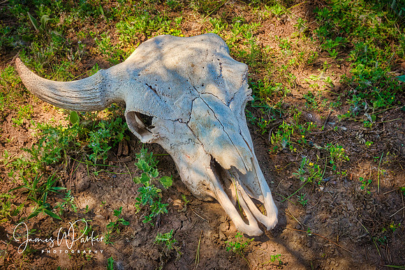 Just a Buffalo Skull Lying There