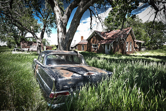 Splendor in the Grass
