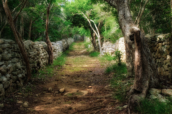 The Garden Path