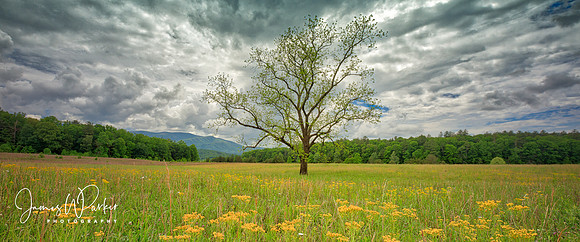 Spring Comes to the Cove