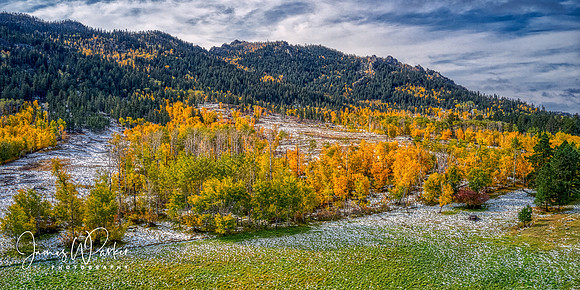 Palmer Gulch Aspens in Snow