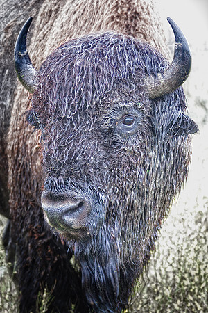 Tatanka
