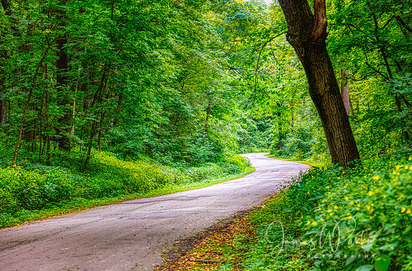 Cathedral Tree Drive